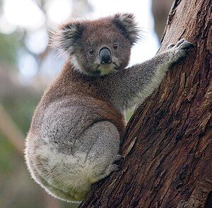 A Koala climbing up a tree in Cape Otway National Park, Victoria.