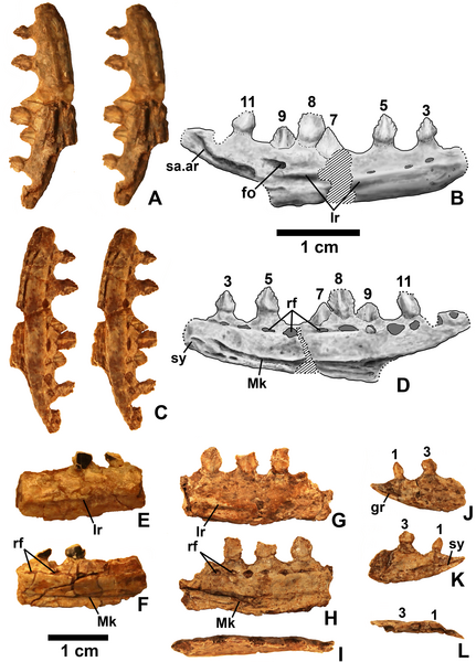 File:Kwanasaurus dentaries 2.png