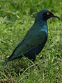 Greater Blue-eared Glossy Starling