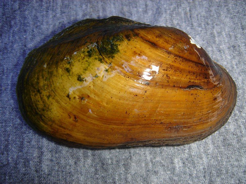 File:Lampsilis powellii.jpg