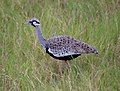 male Hartlaub's Bustard (thanks to JMK for id)