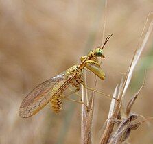 M. asphavexelte showing characteristic occiput and thorax