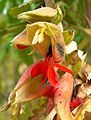 Melianthus comosus