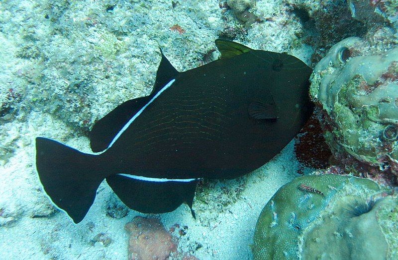 File:Melichthys indicus Maldives.JPG