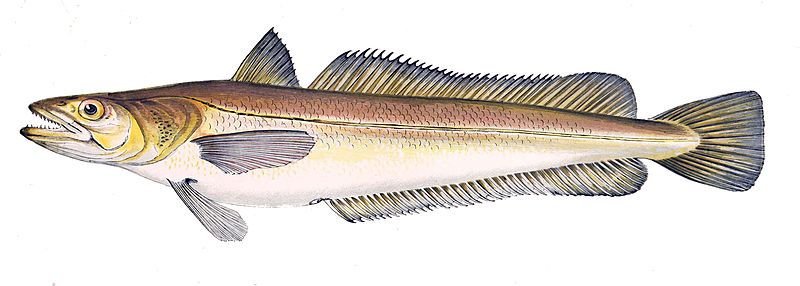 File:Merluccius merluccius.jpg