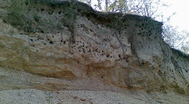 File:Merops apiaster burrows.jpg