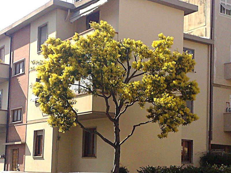 File:Mimosa Empoli.jpg