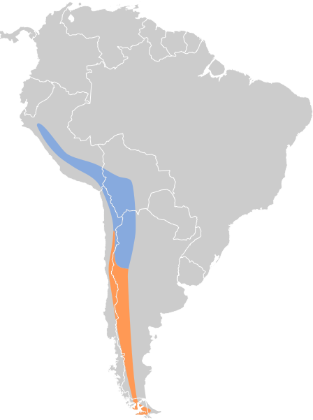 File:Muscisaxicola flavinucha map.svg