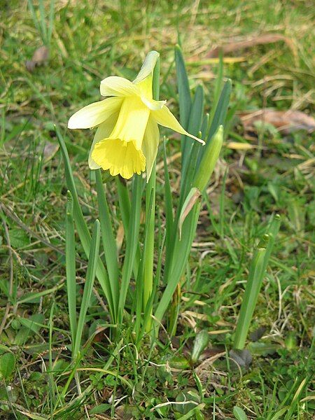 File:Narcissus pseudonarcissus closeup02.jpg