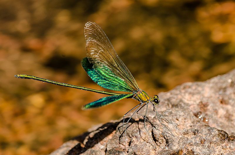 File:Neurobasis chinensis- Male.jpg