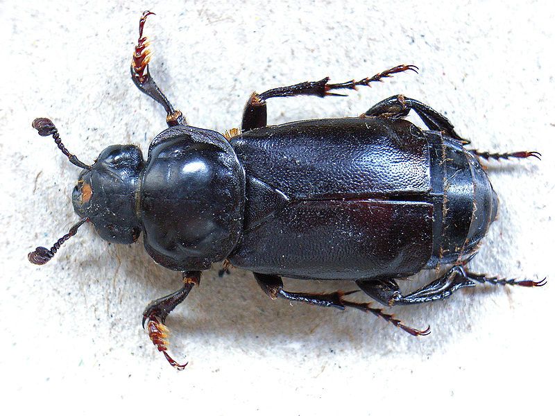 File:Nicrophorus germanicus01.jpg