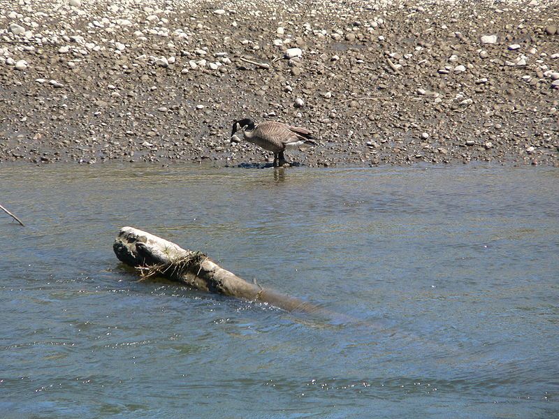 File:Nisqually River 05894.JPG