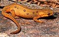 Terrestrial juvenile stage ("red eft")