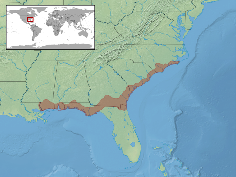 File:Ophisaurus mimicus distribution.png