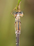 Dorsal view of head and synthorax