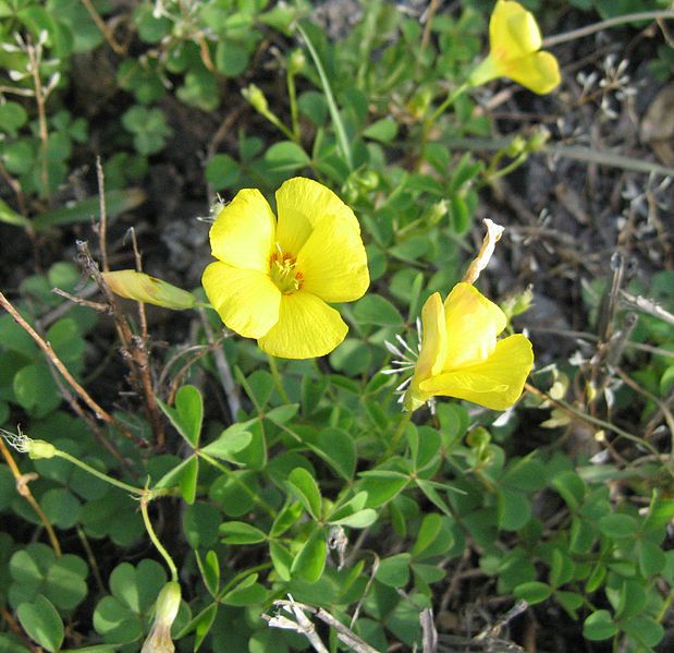 File:Oxalis priceae.jpg