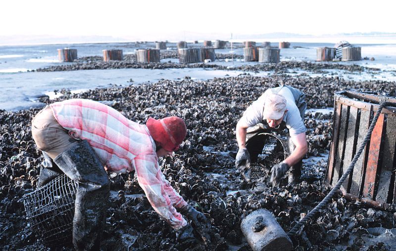 File:Oyster Farming.jpg