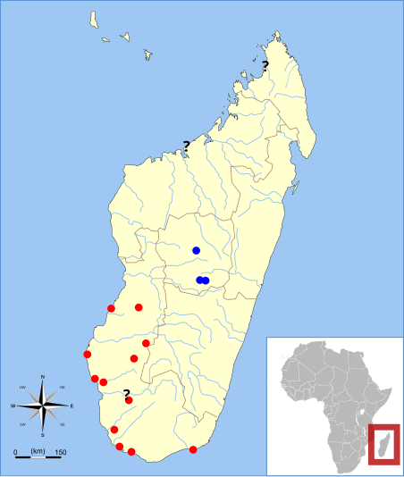 File:Pachylemur range.svg