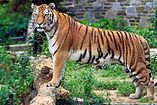 National animal:Royal Bengal Tiger