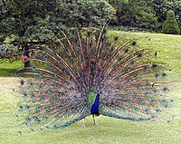 An Indian Peacock