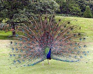 Peacock displaying