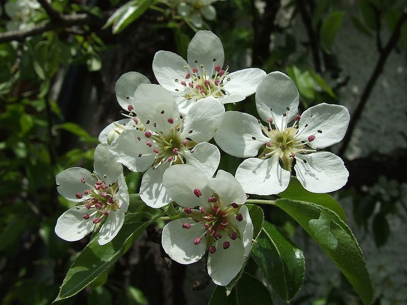 File:Pear blossoms.jpg