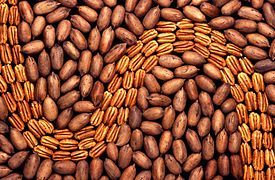 File:Pecans.jpg (2007-07-06)