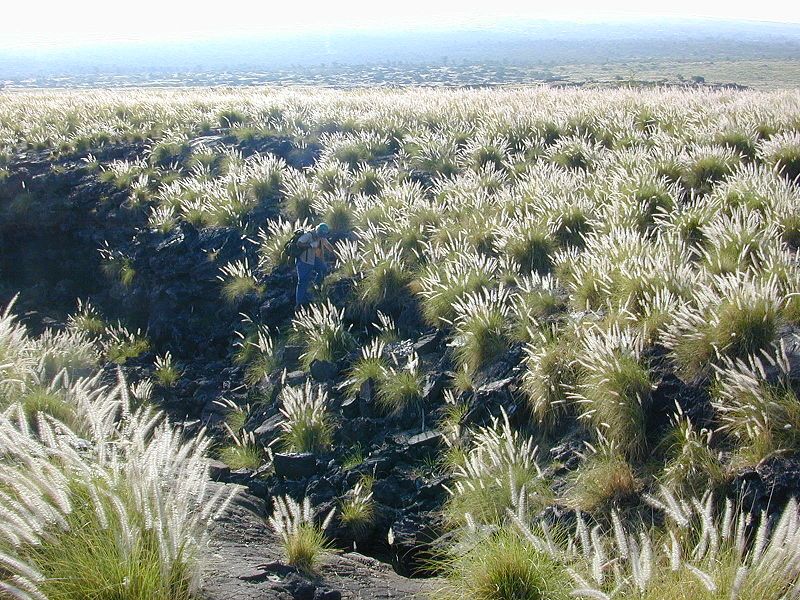 File:Pennisetum setaceum-Guinther.jpg