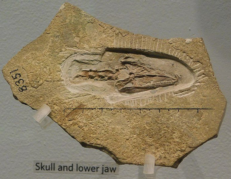 File:Petrolacosaurus skull.jpg