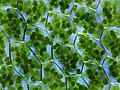 Plant cell wall (cellulose) and chloroplasts conduct photosynthesis in plant cells and other eukaryotic organisms.