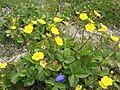 Potentilla grandiflora