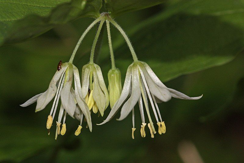 File:Prosartes hookeri 2699.JPG