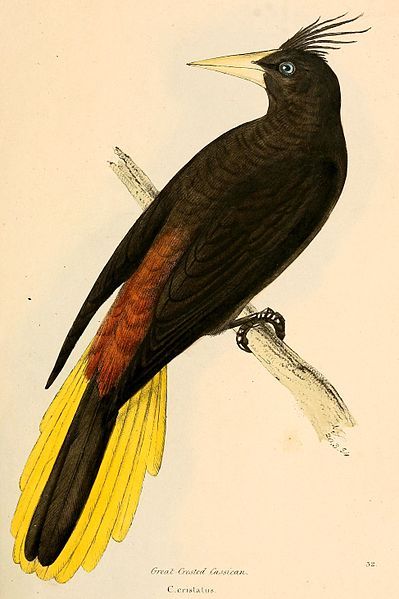 File:Psarocolius decumanus 1841.jpg