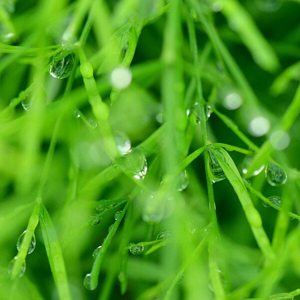 File:Raindrops close up.jpg