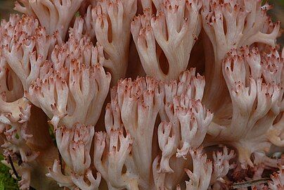 The branches are whitish to buff with reddish tips.