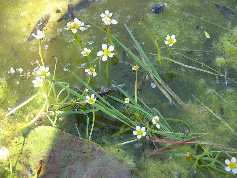 File:Ranunculus aquatilis01.jpg