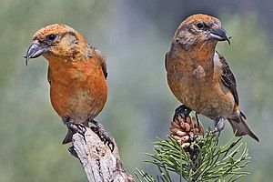 Two male Common Crossbills