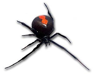 Redback spider