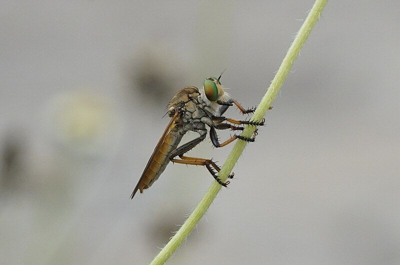 File:Robber Fly 6003.jpg