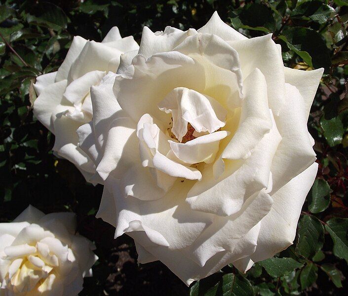 File:Rosa-whisper.jpg