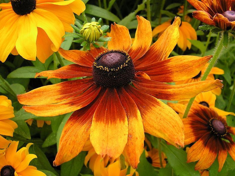 File:Rudbeckia hirta.JPG