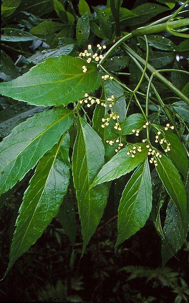 File:Sambucus australasica.jpg