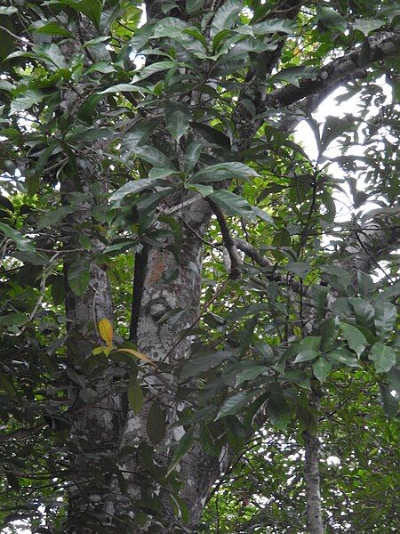 File:Semecarpus auriculata-3-chemungi hill-kerala-India.jpg