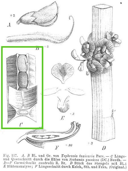 File:Sesbania punicea.jpg