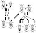 Image 34Thomas Hunt Morgan discovered sex linked inheritance of the white eyed mutation in the fruit fly Drosophila in 1910, implying the gene was on the sex chromosome. (from History of genetics)