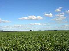 Soy field in Argentina's fertile Pampas.