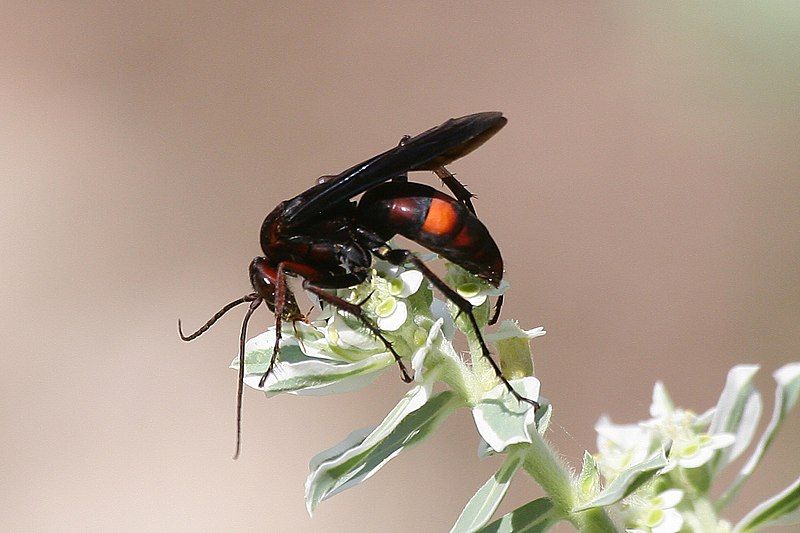 File:Spider Wasp.JPG