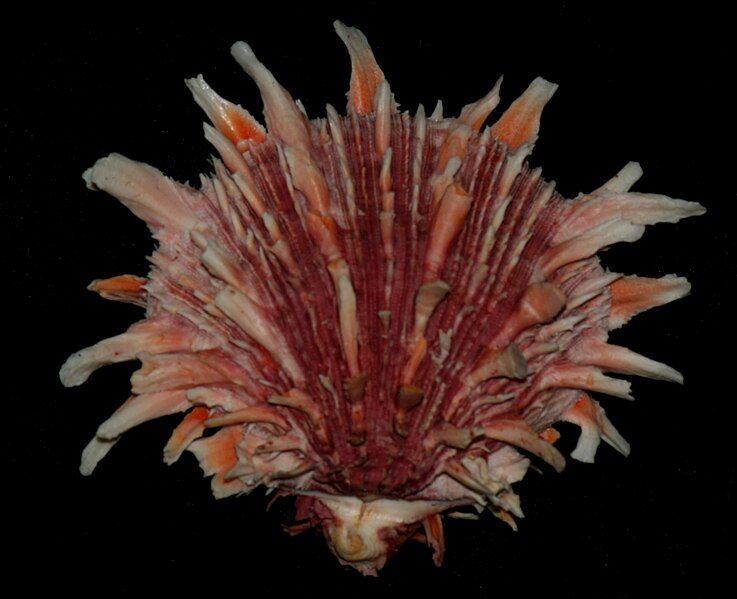 File:Spondylus princeps 1.jpg