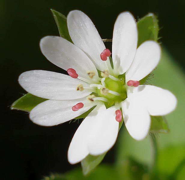 File:Stellaria neglecta W.jpg