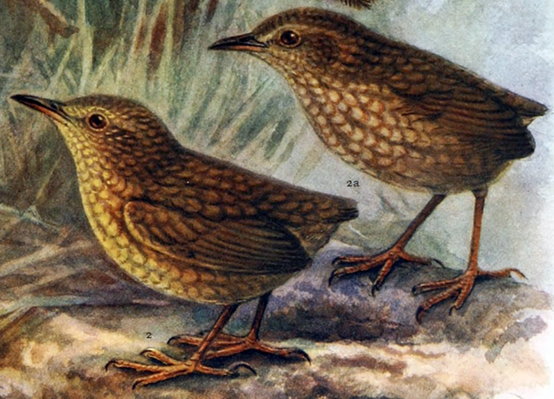 File:Stephens Island Wren.png